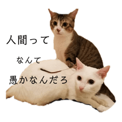 猫の自己満スタンプ