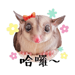 Pipi&Mochi's daily life