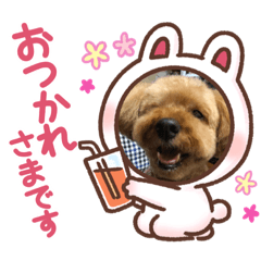 トイプー麻呂スタンプ