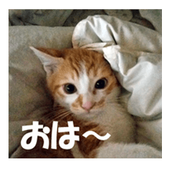 猫の写真スタンプ ブギとハニー その②