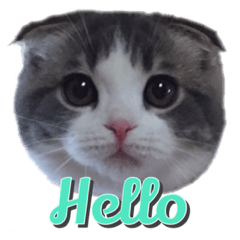 豆千代まんまる猫ファミリースタンプ