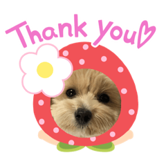 むぎ坊の優雅な日常#2