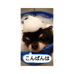 ぷりぷり  ぷりん