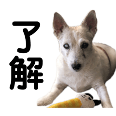 石脇らんと申します。