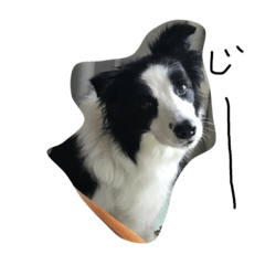 MARK ボーダーコリー