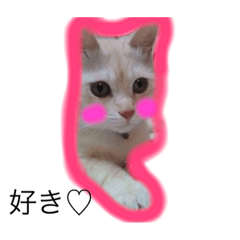 猫様スタンプ