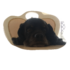 アメリカンコッカー　ブン