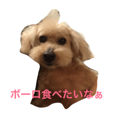 トイプーのそらちゃん