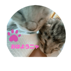 子猫の可愛いスタンプ