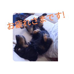 カニンヘンダックス愛犬スタンプ