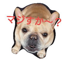 フレブルパパ レオ1