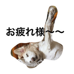 石垣島 ちゅら&しぇる&アルー