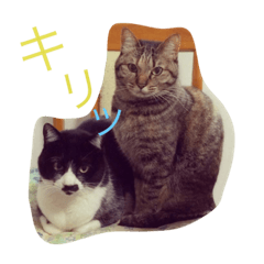 くろとらスタンプ