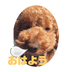 トイプードルの丼4