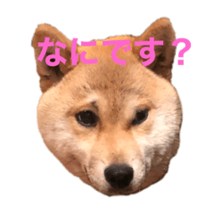 チコの生活スタンプ