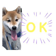 柴犬 ロック ４