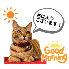 アールどうぶつの森