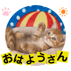 ねこまーち　レッドプリンス