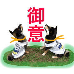 黒柴ケンシロウand黒柴レオ