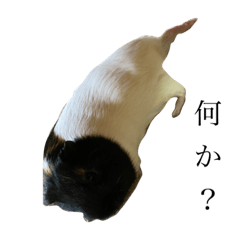 我が家のモルモット。その1