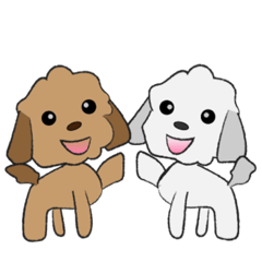 ゆるかわ2匹のトイプードル
