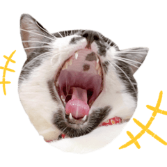 甲斐家のニャン’s