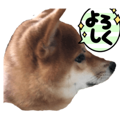 我が家の柴犬❶