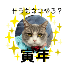 ミヌエット短足猫☆みゅうみゅう