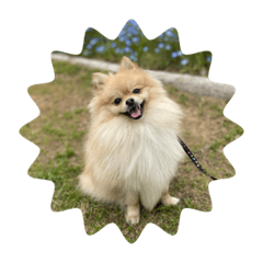 ポメラニアンのポポ丸くん