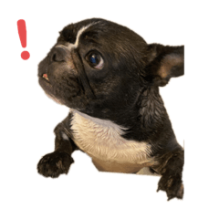 こまめと善之助2