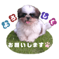 チョコママのチョコ2