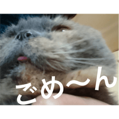 スコティッシュのぐうたら生活