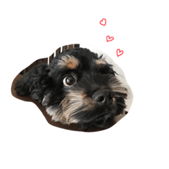 僕、とよぴさ（豊久）