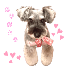 ぼくアレックス♡