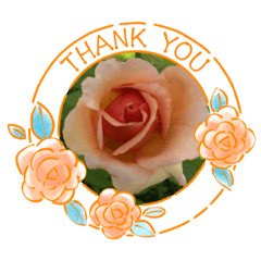 今年も咲きました