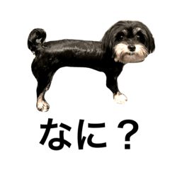 コツメのスタンプ