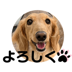 ミニチュアダックスもこ