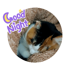 三毛猫のミケ①　日常編