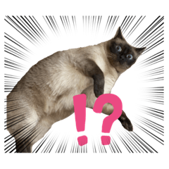 猫のくりやまさん