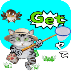 鳥猫戯画　【夏】