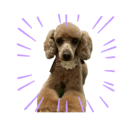 トイプー　ナッツ