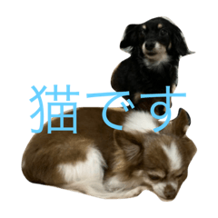 癒されるいぬたち