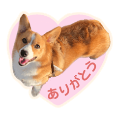 コーギーオハナの日常スタンプ