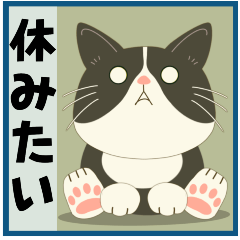 ハチワレぶーにゃんの休みたい今日この頃