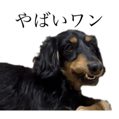 ダックスからの返信♪3