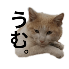 ビニールハウスの天使達3