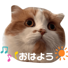 いくらのすたんぷにゃ