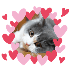 こんたろのすたんぷ