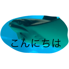 海の生き物       スタンプ