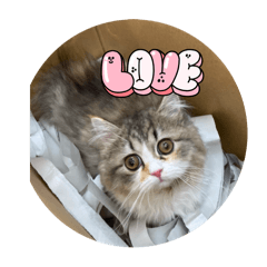 ころもちゃんの日常